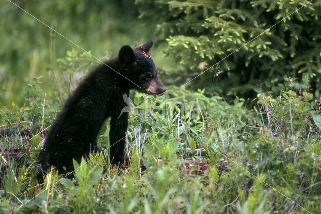 Zwarte beer (Ursus americanus)