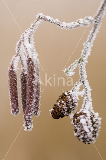 black alder (Alnus glutinosa)