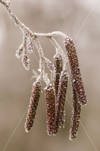 black alder (Alnus glutinosa)