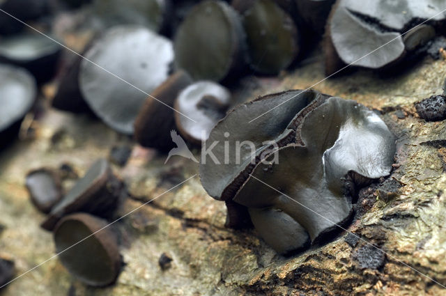 Black jelly drops (Bulgaria inquinans)