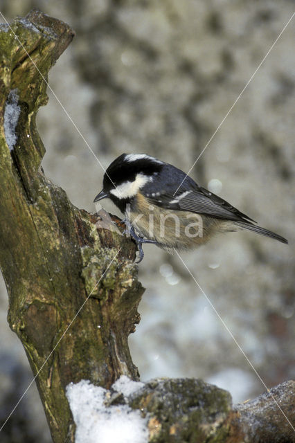 Zwarte Mees (Parus ater)