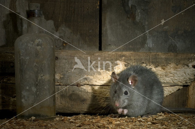 Black rat (Rattus rattus)