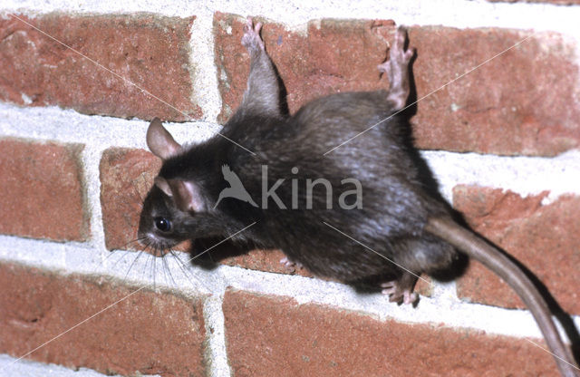 Zwarte rat (Rattus rattus)