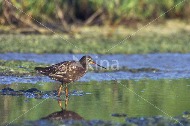 Spotted Redshank (Tringa erythropus)