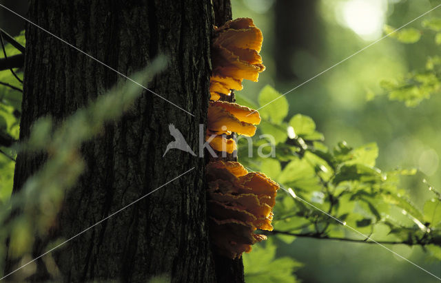 Zwavelzwam (Laetiporus sulphureus)