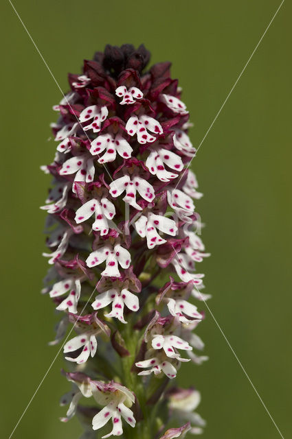 Aangebrande orchis (Neotinea ustulata)