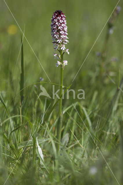 Aangebrande orchis (Neotinea ustulata)