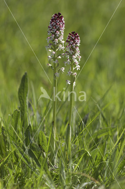 Aangebrande orchis (Neotinea ustulata)