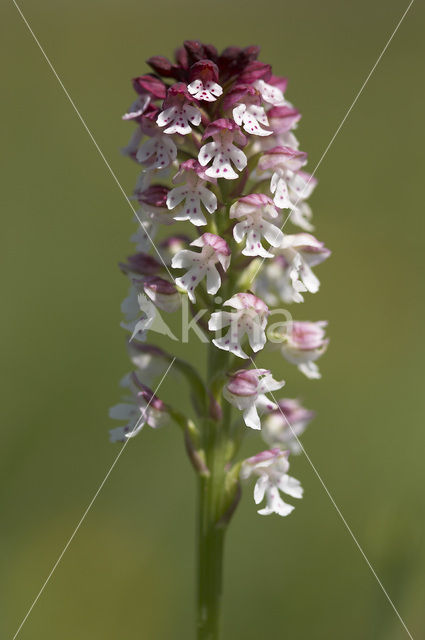 Aangebrande orchis (Neotinea ustulata)