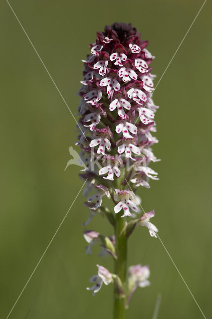 Aangebrande orchis (Neotinea ustulata)