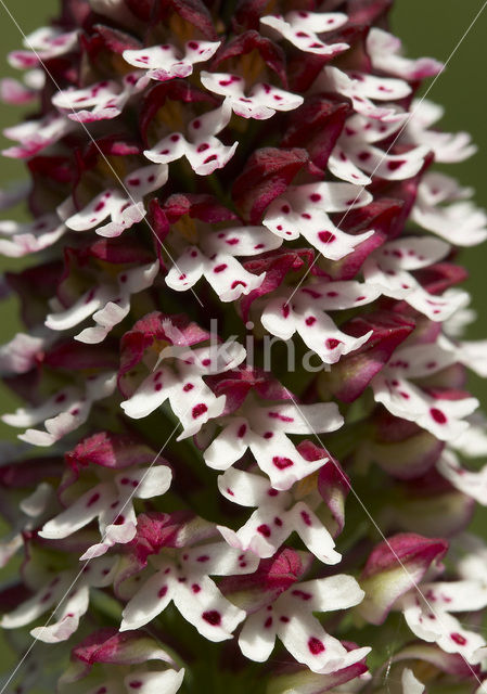 Aangebrande orchis (Neotinea ustulata)