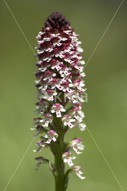 Burnt Orchid (Neotinea ustulata)