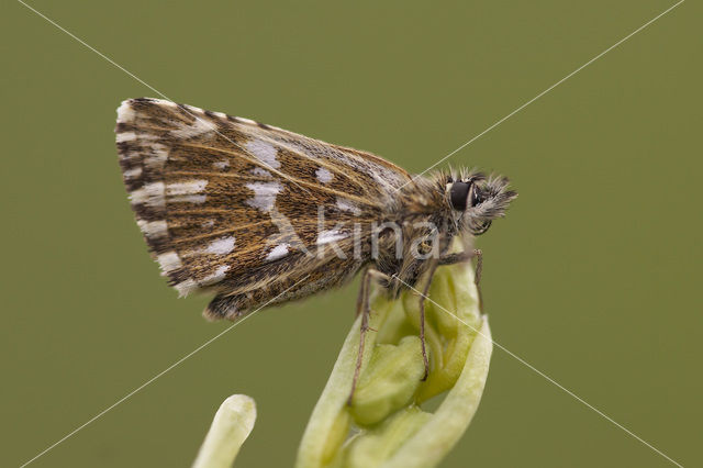 Grizzled Skipper (Pyrgus malvae)