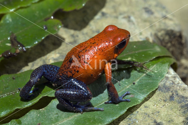 strawberry poison frog (Oophaga pumilio)