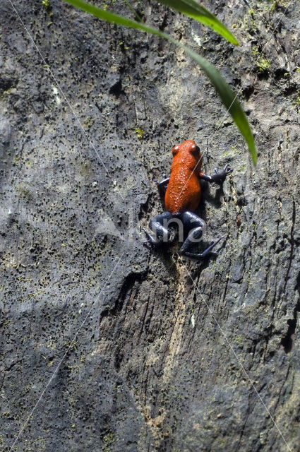 strawberry poison frog (Oophaga pumilio)