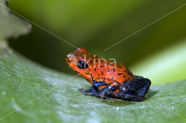 strawberry poison frog (Oophaga pumilio)