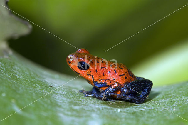 Aardbeikikker (Oophaga pumilio)