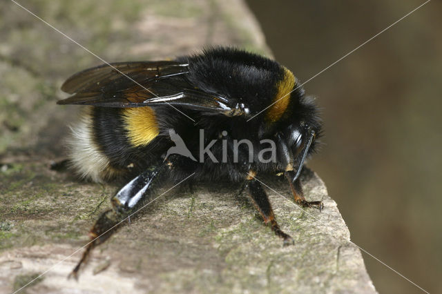 Aardhommel (Bombus terrestris)