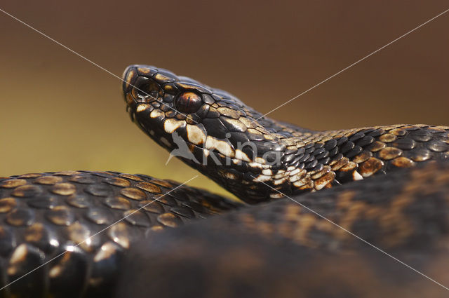 Common Viper (Vipera berus)