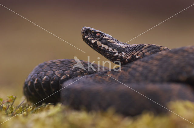 Common Viper (Vipera berus)