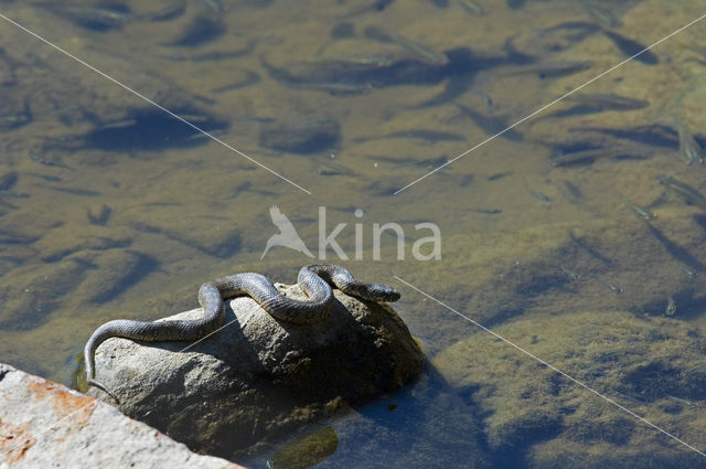 Viperine snake (Natrix maura)