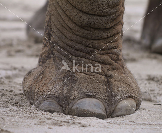 African elephant (Loxodonta africana)