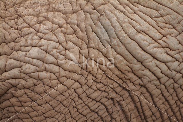African elephant (Loxodonta africana)
