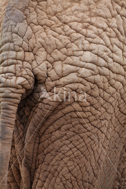 African elephant (Loxodonta africana)