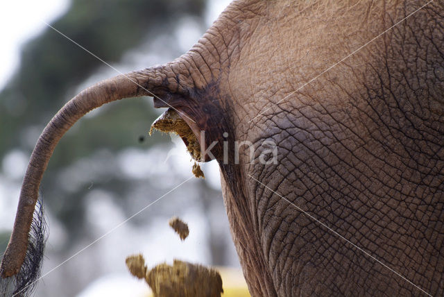 African elephant (Loxodonta africana)