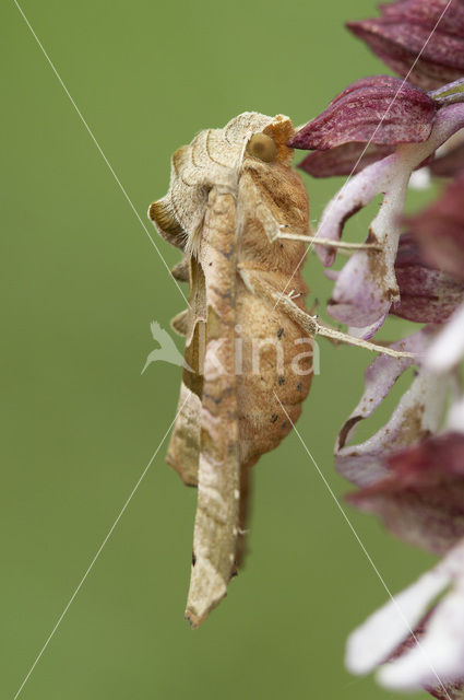 Agaatvlinder (Phlogophora meticulosa)