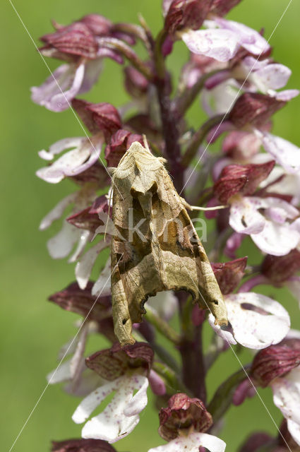 Agaatvlinder (Phlogophora meticulosa)