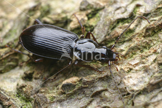 Agonum livens