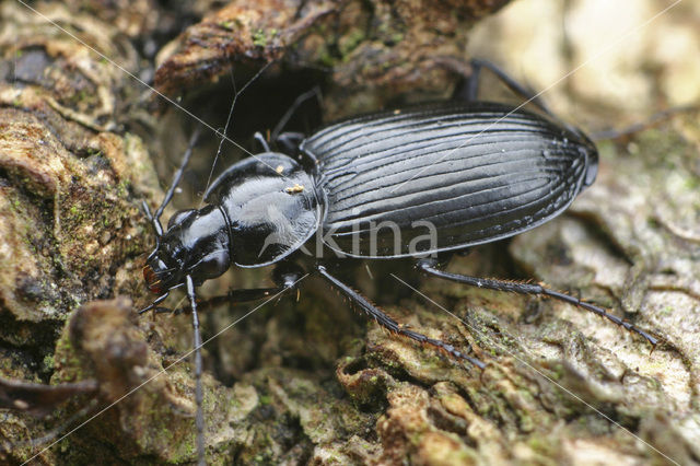 Agonum moestum