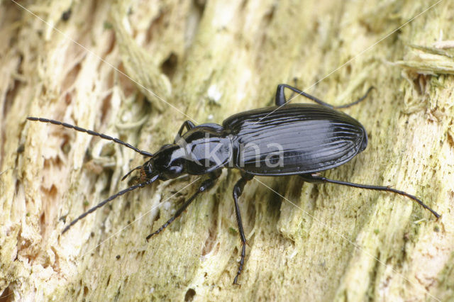 Agonum moestum