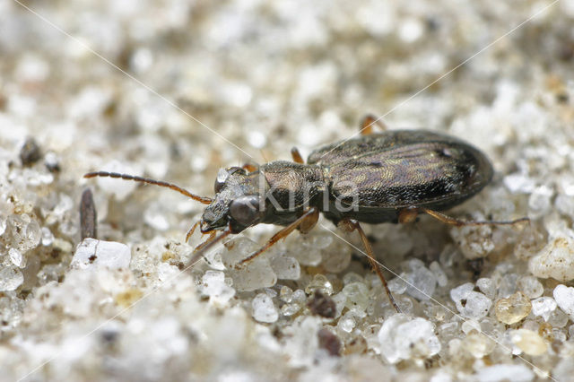 Asaphidion flavipes