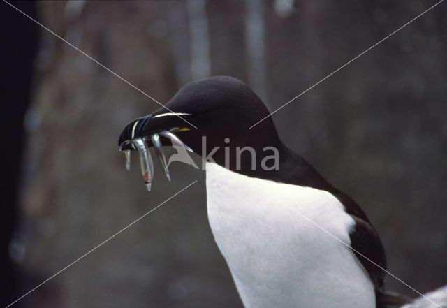 Razorbill (Alca torda)