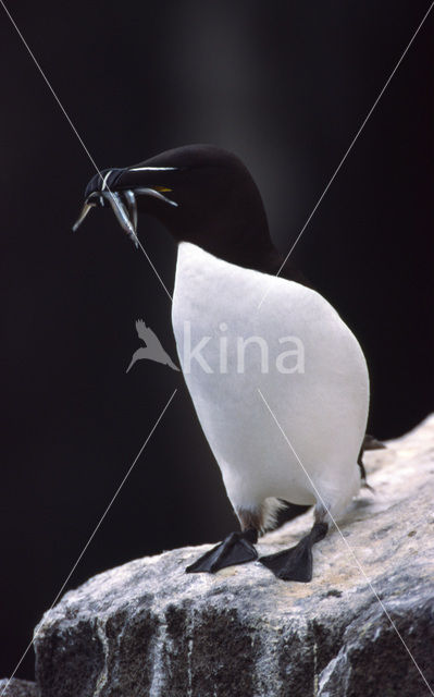 Razorbill (Alca torda)