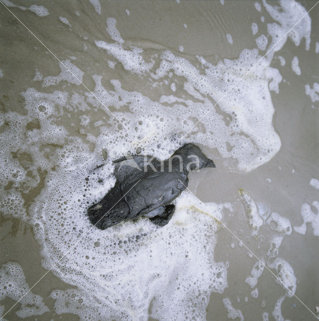 Razorbill (Alca torda)