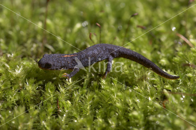 Alpine Newt (Ichthyosaura alpestris)