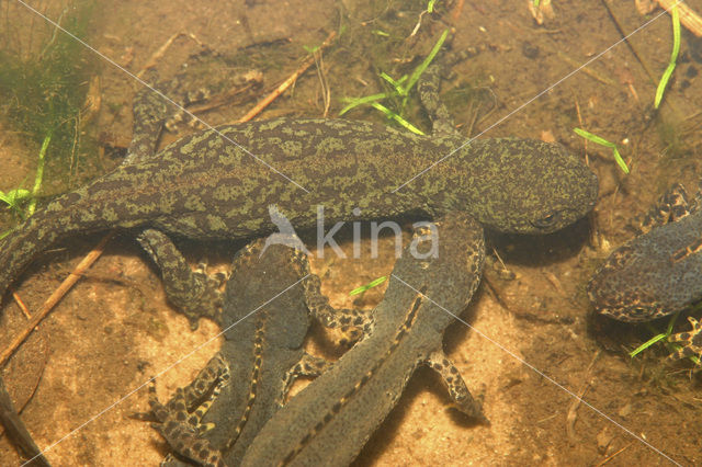 Alpine Newt (Ichthyosaura alpestris)