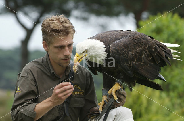 American bald eagle (Haliaeetus leucocephalus)