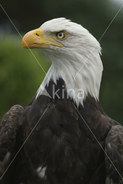 American bald eagle (Haliaeetus leucocephalus)