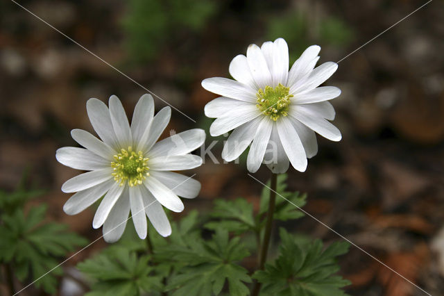 Anemoon (Anemone )