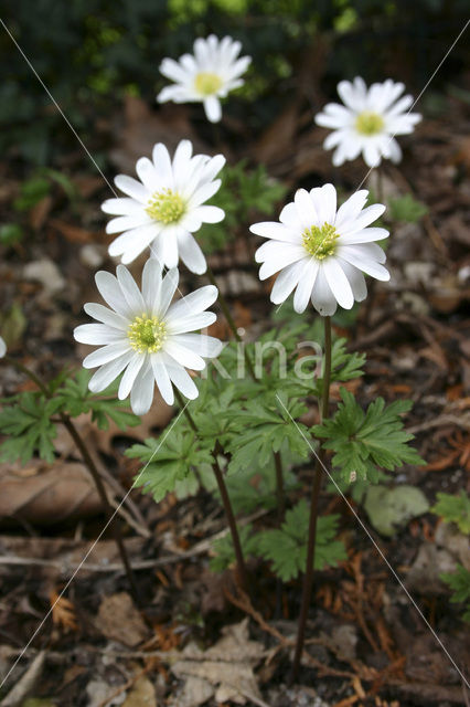 Anemoon (Anemone )