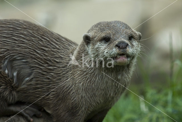Asian small-clawed otter (Aonyx cinerea)
