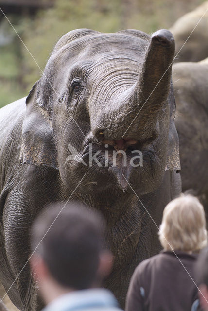 Aziatische olifant (Elephas maximus)