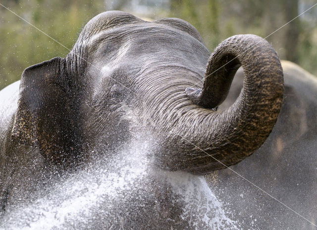 Asian elephant (Elephas maximus)