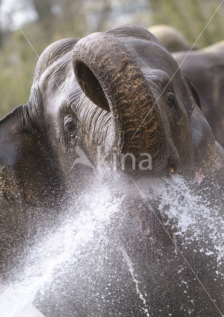 Aziatische olifant (Elephas maximus)