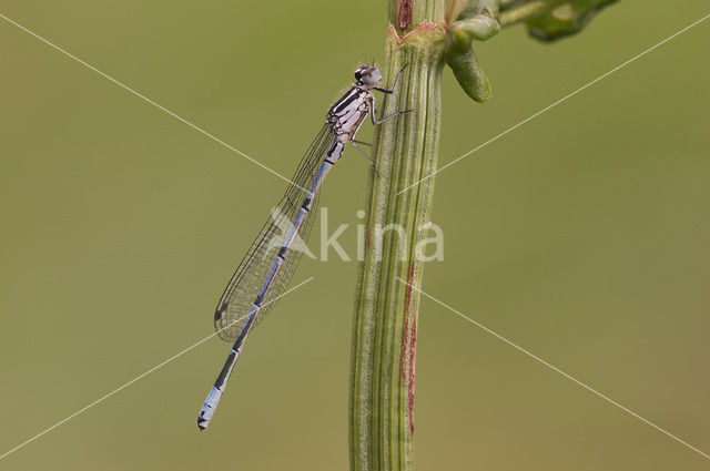 Azure Damselfly (Coenagrion puella)