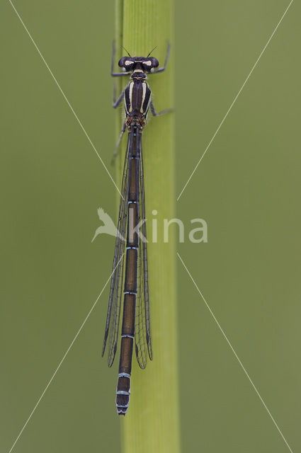 Azure Damselfly (Coenagrion puella)